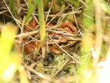 Brown Tree Frog