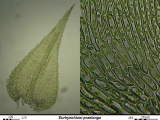 Eurhynchium praelonga
