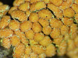 Physarum contextum