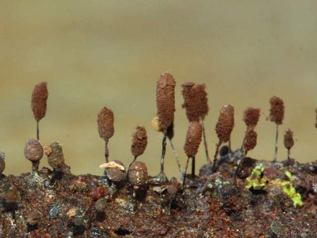 A random image of
 slime mould